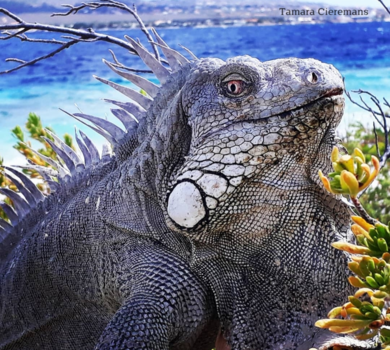 Bonaire - I'll be watching you