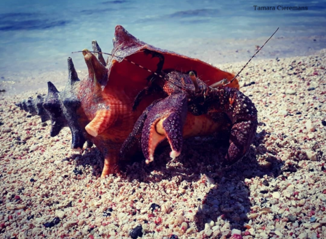 Bonaire - The eye of the beholder