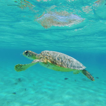 Bonaire - Just floating