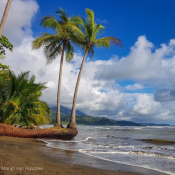 Costa Rica - Titanic Palmtrees