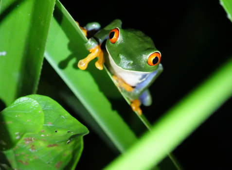 Rondreis hoogtepunten Costa Rica - Red eye frog