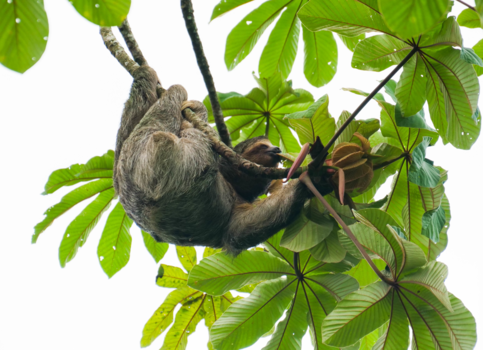 Rondreis hoogtepunten Costa Rica - Luiaard