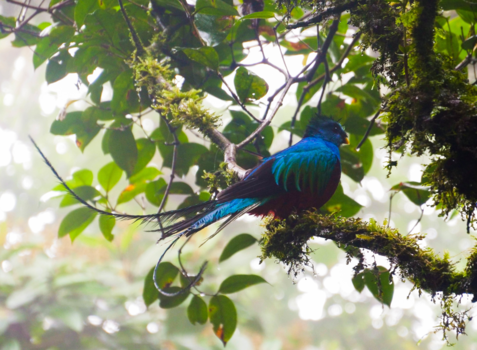 Rondreis hoogtepunten Costa Rica - Quetzal