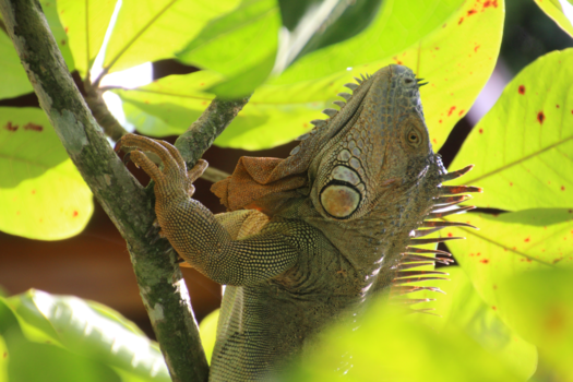 Costa Rica - Iguana