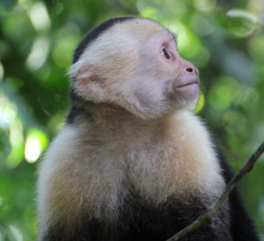 Costa Rica - Cappuccino  monkey