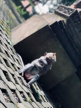 Costa Rica in drie weken - Costa Rica