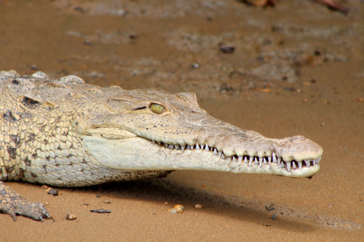 Costa Rica - Krokodil rivier Sierpe richting Drake Bay