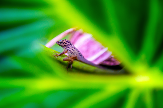 Costa Rica in drie weken - Betrapt achter een blad op Saba!