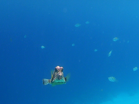 Bonaire - Freedom