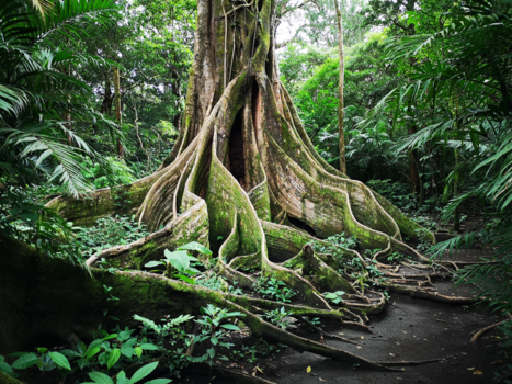Rondreis Noord-Costa Rica - De roots van Costa Rica