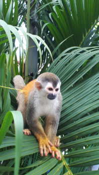Costa Rica - Monkey costa rica