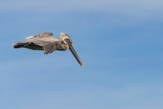 Mexico - One day i fly away