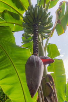 Mexico - Bananenboom