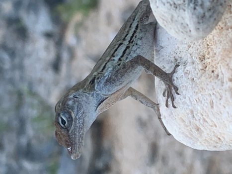 Curaçao - 🦎 hagedis