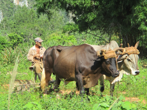 Viñales Valley - Plowing the valley ground