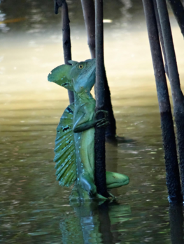 Costa Rica in drie weken - Simple nature