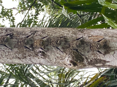 Rondreis hoogtepunten Costa Rica - Zoek de vleermuizen