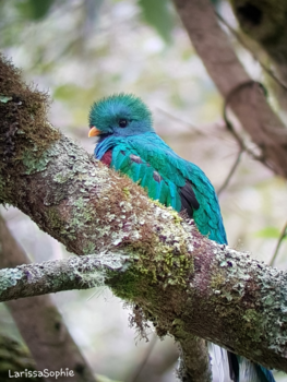 Costa Rica in drie weken - Quetzal en reposo