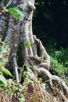 Costa Rica in drie weken - luiaard aan het poepen