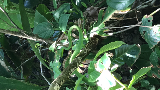 Costa Rica in drie weken - Gif groen is niet lelijk!