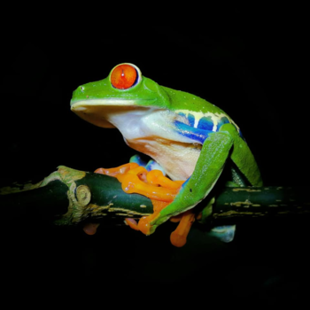 Costa Rica - Roodoogmakikikker