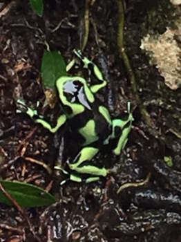 Costa Rica in drie weken - Magnifiek