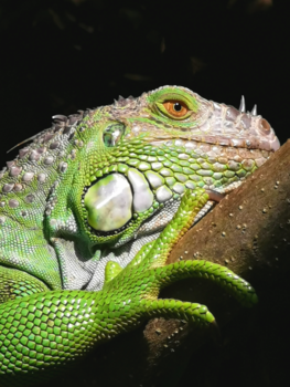 Playa del Carmen - uit het dino tijdperk