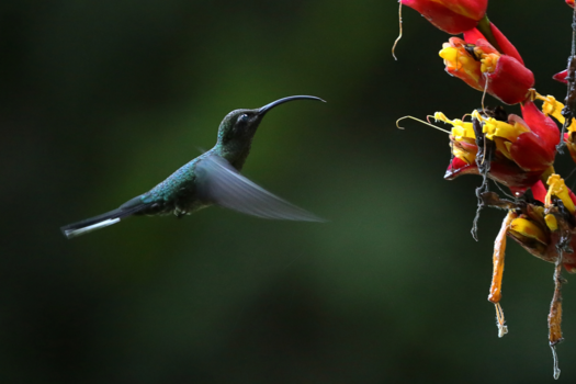 Costa Rica in drie weken - Kolibries vliegende juwelen 1
