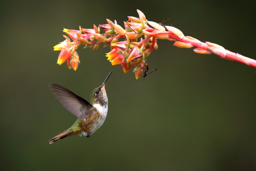 Costa Rica in drie weken - Kolibries vliegende juwelen 2