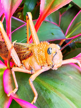 Mexico - grote springer