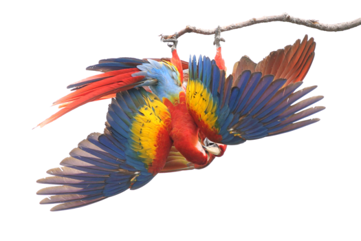 Costa Rica in drie weken - Het is maar een spel en geen gevecht.