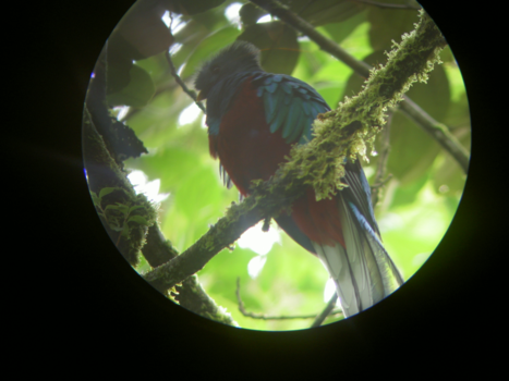 Costa Rica - de Quetzal (vogel van Costa Rica)