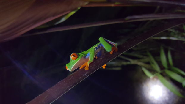 Vulkaan Arenal - roodoogmakikikker