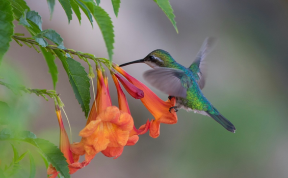 Curaçao - Kolibrie  Curaçao