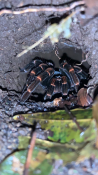 Rondreis Noord-Costa Rica - Spider