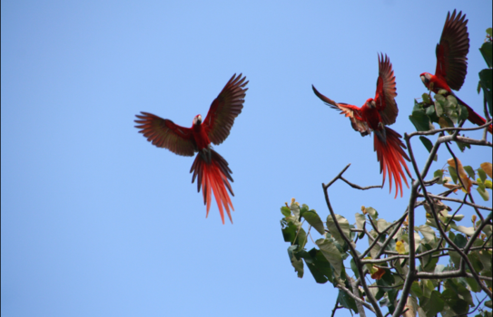 Costa Rica - Ara’s