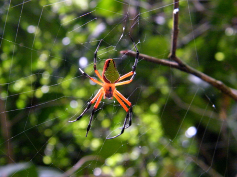 Costa Rica - Toch maar een stukje omlopen..