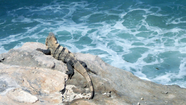 Mexico - Just enjoying life