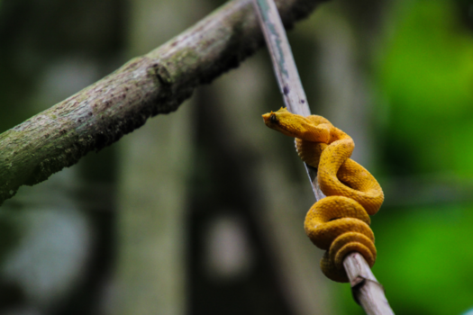 Costa Rica - Bocaraca Comun slang in Cahuita Nationalpark