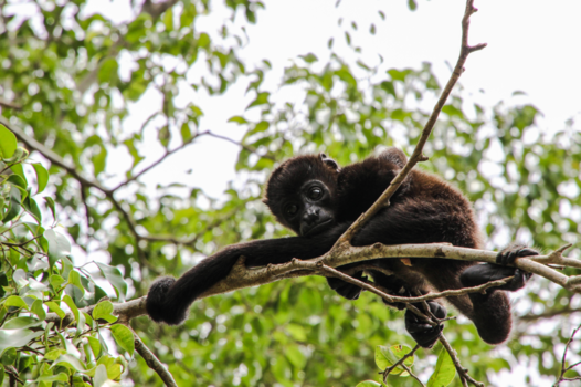 Costa Rica - Mantelbrulaapje wacht op zijn moeder nabij Estrada