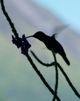 Costa Rica - Kolibrie nabij de vulkaan Arenal
