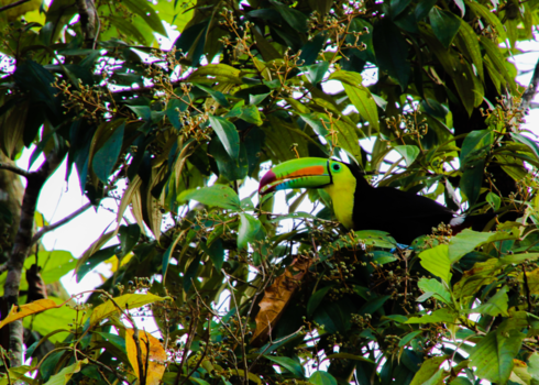 Costa Rica - Bes etende zwavelborsttoekan