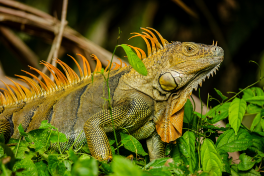 Costa Rica - Kleurrijke leguaan