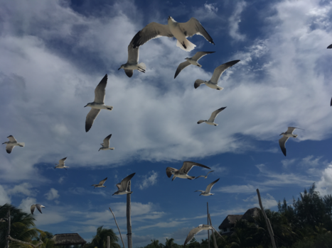 Mexico - Floating Guls
