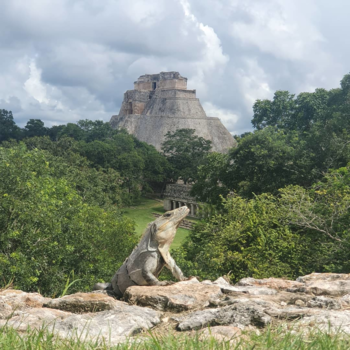 Uxmal - Iguana chilling in Uxmal