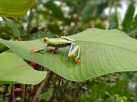 Costa Rica in drie weken - Roodoogmakikikker