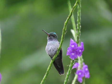 Costa Rica in drie weken - Een van de vele
