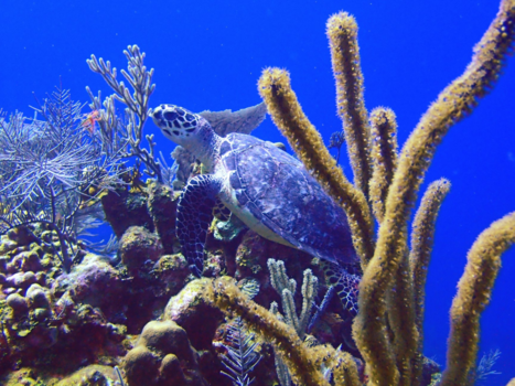 Roatán - Turtle crossing