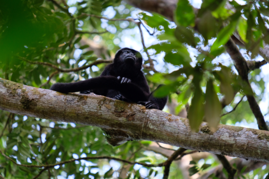 Costa Rica - Brullen met de brulaap