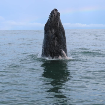 Costa Rica in drie weken - Een duik in het diepe